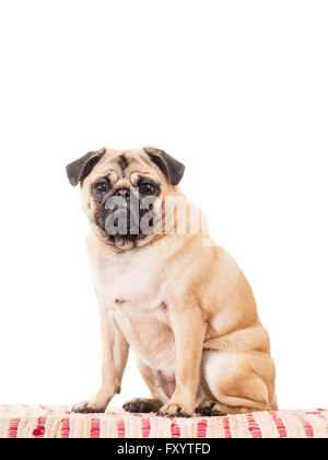 Eine niedliche aber Fett Mops Hund. Stockfoto