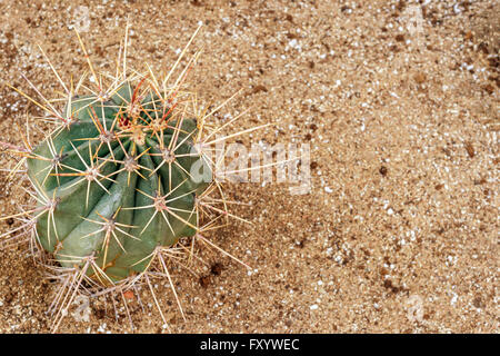 Draufsicht eines jungen Lauf-Kaktus wächst in sand Stockfoto
