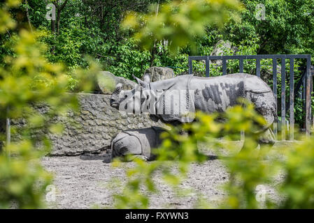 Panzernashorn (Rhinoceros Unicornis) in Warschau, Zoologischer Garten Stockfoto