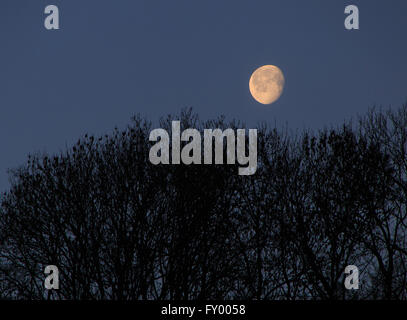 Landschaft mit Mond über Bäume Stockfoto