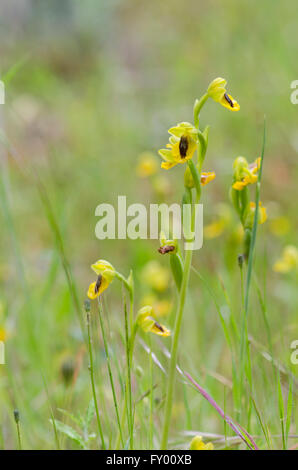 Gelbe Biene Orchidee, Ophrys Lutea, Andalusien, Südspanien. Stockfoto