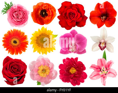 Einzelne Blüte. Rose, Orchidee, Pfingstrose, Sonnenblume, Amaryllis, Gerber, Ranunkeln, Anemonen, die isoliert auf weißem Hintergrund Stockfoto