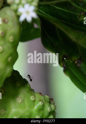 Ameise und tropische Pflanze Noni oder indische Maulbeere (Morinda. Citrifolia Linn) Stockfoto