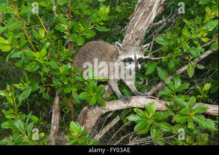 Pygmy Raccoon (Procyon Pygmaeus) vom Aussterben bedroht, die Insel Cozumel, Mexiko. Weniger als 500 bleiben bestehen. Stockfoto