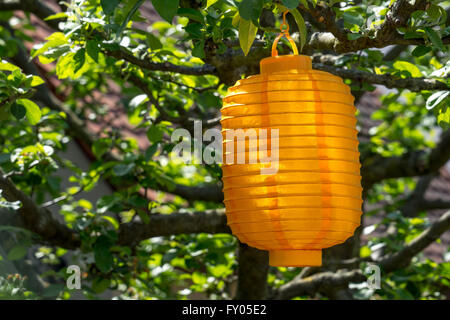 Lampion in einem sonnigen Baum Stockfoto