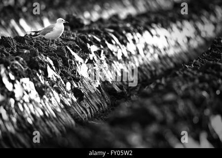 Gemeinsamen Gull (Larus Canus) auf einem frisch gepflügten Bauern schottischen Feld. Schwarz weiß Stockfoto