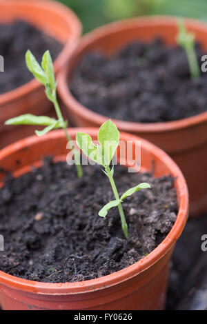 Anbau von Erbse Sämlinge in Blumentöpfe Stockfoto