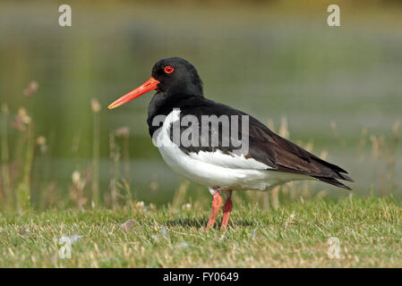 Austernfischer auf Gras stehend, Wasser Hintergrund Stockfoto