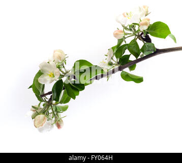 Weiße Blumen Apfelzweig isoliert auf weißem Hintergrund Stockfoto
