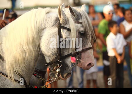 Graue Pferde auf parade Stockfoto