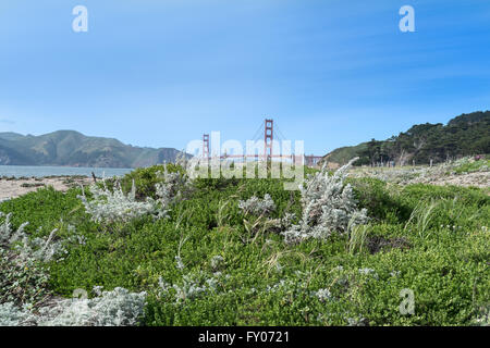 Eine entfernte Golden Gate Bridge und die Marin Headlands mit einem blauen Himmel und Küsten Gebüsch im Vordergrund Stockfoto