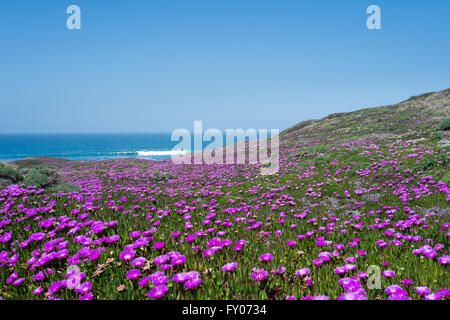 California-Dünen mit rosa, gelben und weißen Ice-Werk (Braunwurz) bedeckt Stockfoto