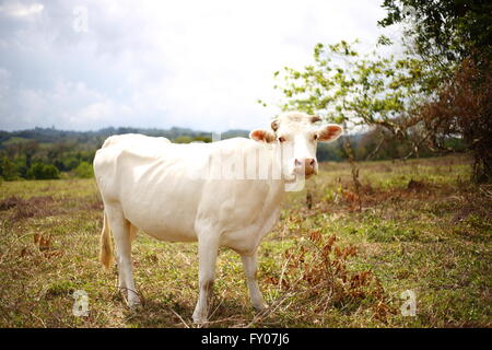 Weiße Kuh im freien Feld Stockfoto