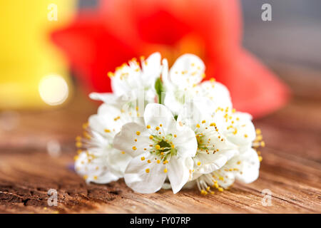 Weißer Apfel Blüte und rote Tulpe Blüte auf einem braunen Holztisch Stockfoto