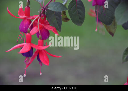 Ein Close Up von drei bunte rosa Fuchsien auf dem Display an der Southport Herbst Flower Show. Lancashire UK. Stockfoto