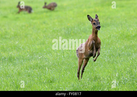 Männliche Rehe (Capreolus Capreolus) läuft durch eine Frühlingswiese, zwei Feldhasen (Lepus Europaeus) jagten einander Stockfoto