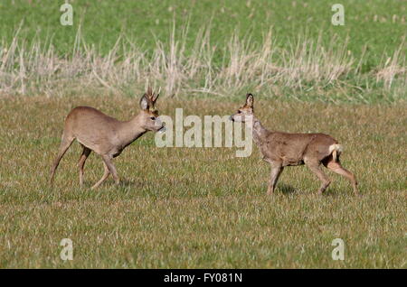 Männliche Rehe (Capreolus Capreolus) trifft eine Frau auf einer Wiese im Frühling Stockfoto