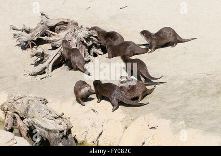 Gruppe von orientalischen oder asiatischen kleinen Krallen Otter (Aonyx Cinereus) spielen und herumlaufen am Ufer Stockfoto