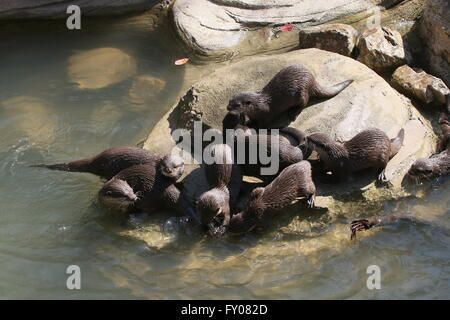 Gruppe von orientalischen oder asiatischen kleinen Krallen Otter (Aonyx Cinereus) in der Nähe von Wasser Stockfoto