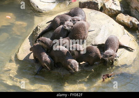 Gruppe von orientalischen oder asiatischen kleinen Krallen Otter (Aonyx Cinereus) in der Nähe von Wasser Stockfoto