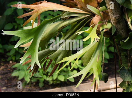 Fruchtbaren Wedel von der zarten Hirschhorn Farn, Platycerium Bifurcatum wachsen von sterilen basale Wedel, die an Baumstämmen Stockfoto