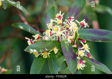 Frühlingsblumen von den australischen Berg Pfeffer Busch, Tasmannia (Drimys) lanceolata Stockfoto