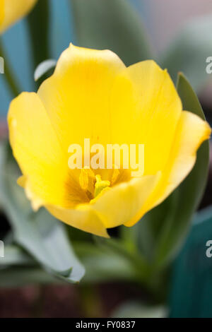 Einzelne Blume Frühling blühenden Botanischen Tulpen, Tulipa Linifolia (Batalinii Group) "Bronze Charm" Stockfoto