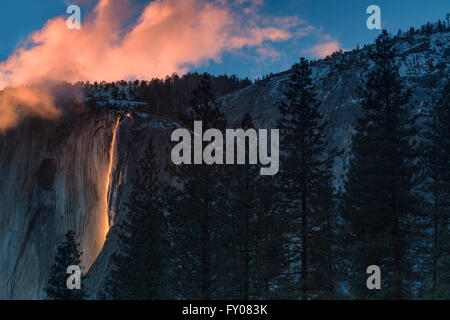 Schachtelhalm Herbst im Yosemite National Park Stockfoto