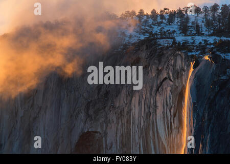 Schachtelhalm Herbst im Yosemite National Park Stockfoto