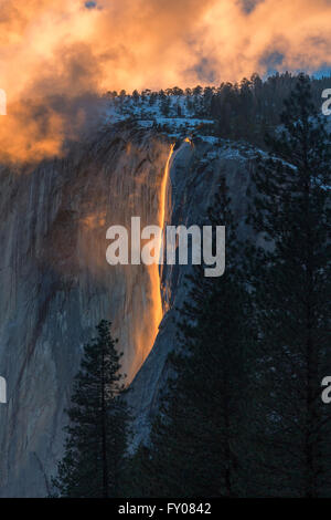 Schachtelhalm Herbst im Yosemite National Park Stockfoto