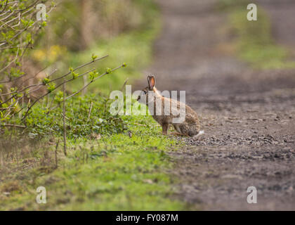 Gemeinsamen Kaninchen Stockfoto