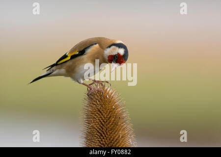 Stieglitz auf Karde Stockfoto