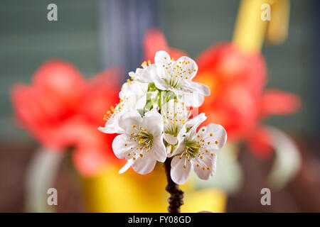 Weißen Apfelblüten vor roten Tulpen in gelber Eimer Stockfoto