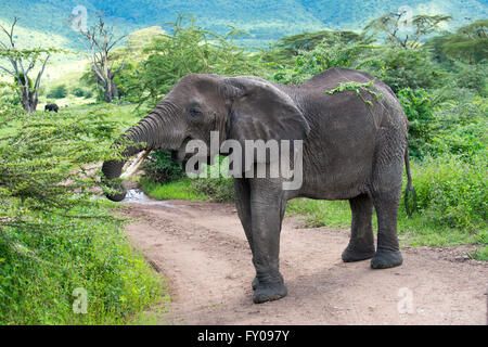 Einen afrikanischen Elefanten im Ngorongoro-Krater in Tansania. Stockfoto