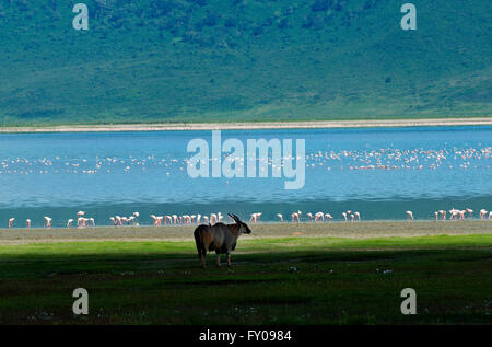 Ein Bull Eland am Ufer des Lake Magadi, Ngorongoro Conservation Area, Tansania. Stockfoto