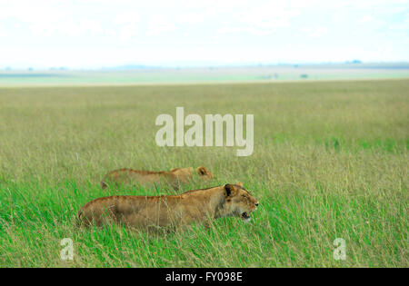 Löwinnen auf der Suche nach Beute in der weiten Serengeti-Savanne. Stockfoto