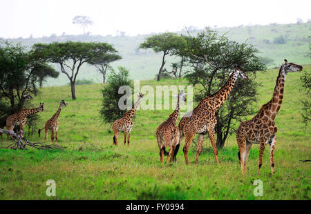Eine Herde Giraffen im Serengeti Nationalpark, Tansania. Stockfoto