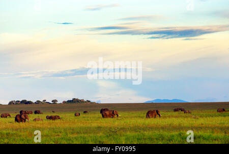 Eine Herde Elefanten mit ihren Kälbern Weiden in die Serengeti-Savanne. Stockfoto