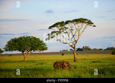 Eine Elefantendame Weiden, Serengeti Nationalpark, Tansania. Stockfoto