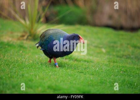 Eine flugunfähige Takahe in eine kleine Oase am Stadtrand von Te Anau, Neuseeland Stockfoto