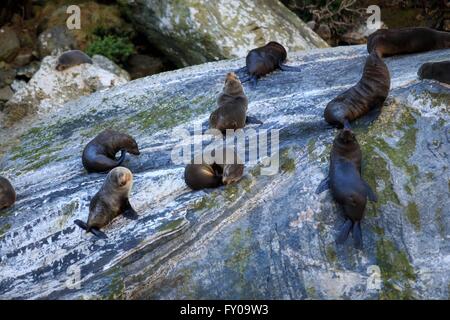 New Zealand Seebären (Arctocephalus Forsteri) sonnen sich auf Felsen an den Wassern von Milford Sound in Neuseeland Stockfoto