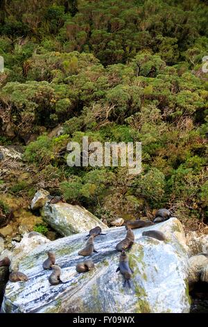 New Zealand Seebären (Arctocephalus Forsteri) sonnen sich auf Felsen an den Wassern von Milford Sound in Neuseeland Stockfoto