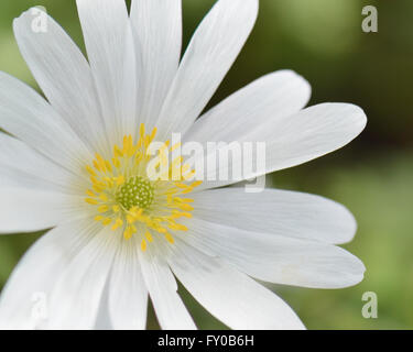 Anemone Blanda "weiße Pracht" hautnah weiße Feder Blume Wald Schatten Gartenpflanze Stockfoto