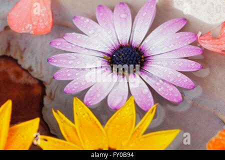 Extreme Nahaufnahme von lila Gerbera Blume mit Wasser Tropfen Stockfoto