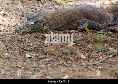 Nationalpark Komodo Insel in Indonesien live Drachen Stockfoto