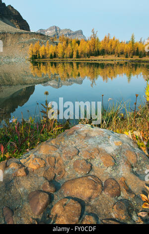 Konglomerat von Rock und herbstliche Lärchen, Gog Lake, Mount Assiniboine Provincial Park in British Columbia, Kanada-SEPTEMBER Stockfoto