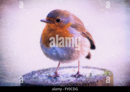 Rotkehlchen (Erithacus Rubecula) thront auf dem Frost bedeckt post Stockfoto
