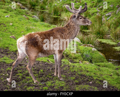 Rothirsch (Cervus Elaphus), Gefangenschaft, Skåne, Schweden Stockfoto