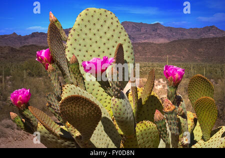 Nahaufnahme von Prickly Pear Cactus in voller Blüte Stockfoto