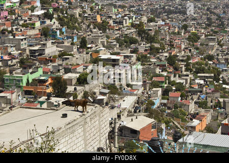 Shanty Town Favela in der Nähe von Mexiko-Stadt am Ecatapec mit Wachhunde auf Dach Stockfoto